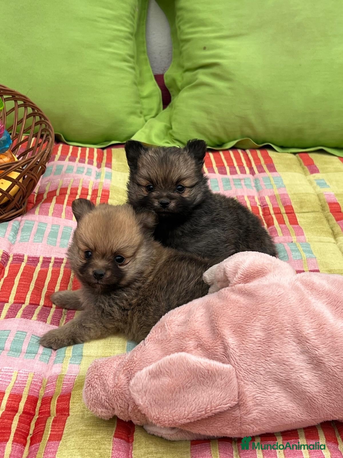 Pomerania perros Pomeranias - Anuncio 1