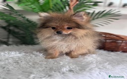 Pomerania perros en venta: POMERANIA HEMBRA MUY PEQUEÑITA - Imagen 15