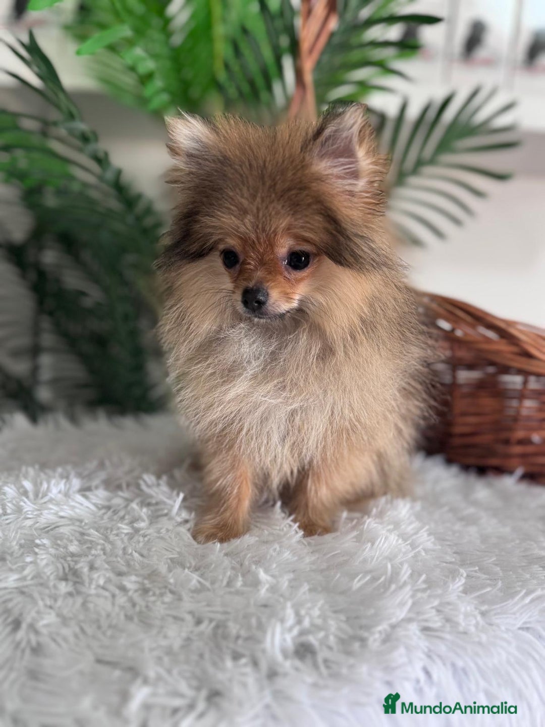 Pomerania perros en venta: POMERANIA HEMBRA MUY PEQUEÑITA - Imagen 15