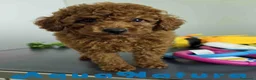 Caniche Toy perros en venta: Caniche Macho 1917 AQUANATURA - Anuncio 5