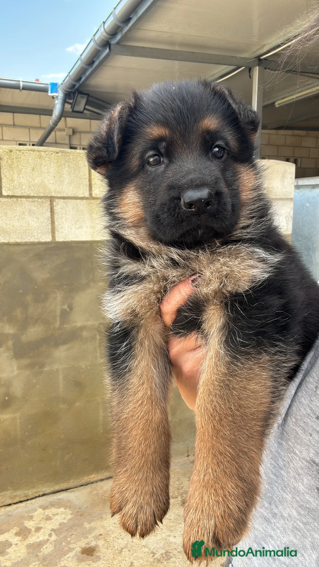 Pastor Alemán perros en venta: CACHORROS DE PASTOR ALEMAN - Anuncio 4