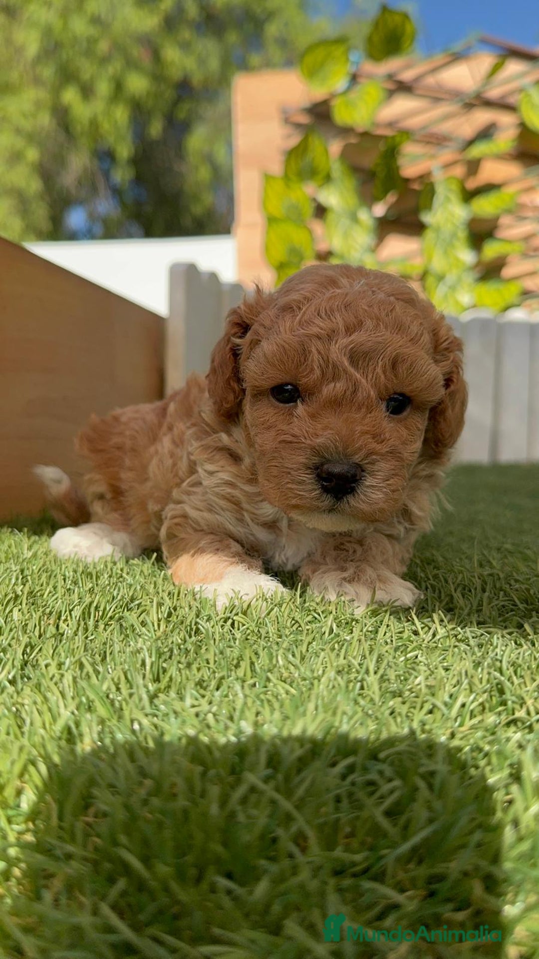 Caniche Toy perros en venta: CANICHE TOY MACHO - Imagen 2