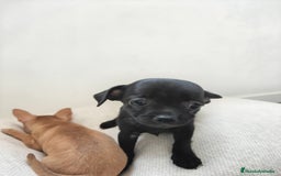 Chihuahua perros en venta: Chihuahua  - Imagen 3