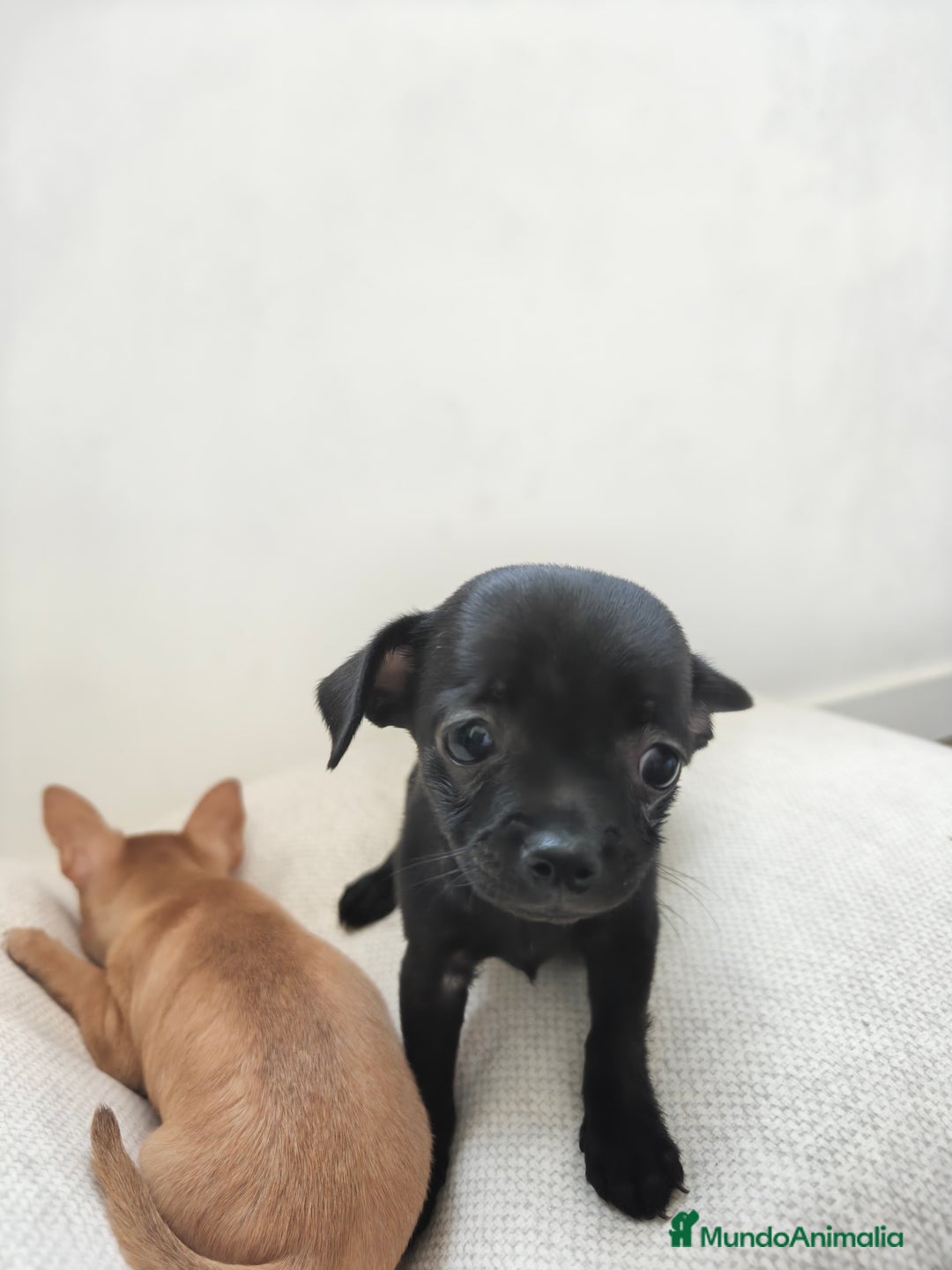 Chihuahua perros en venta: Chihuahua  - Imagen 3
