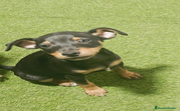 Pinscher Miniatura perros - Anuncio 1