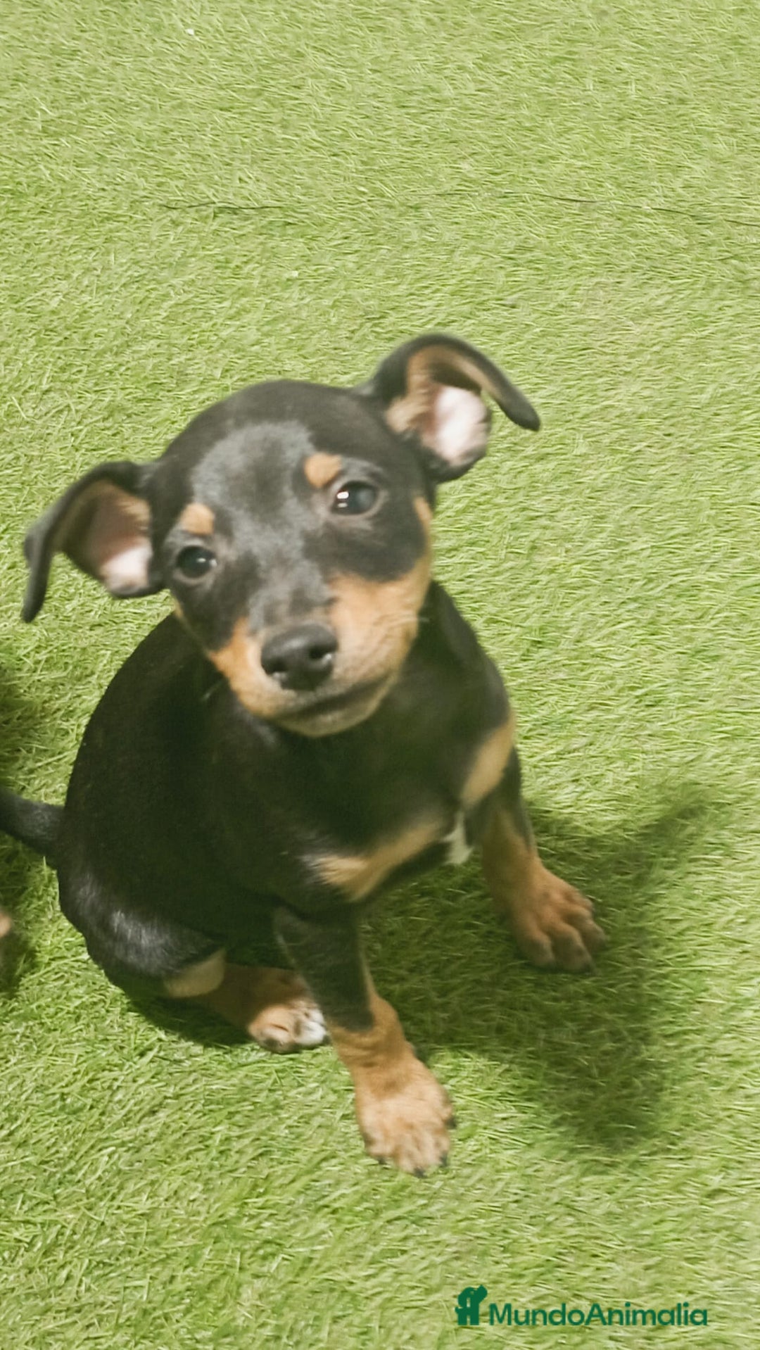 Pinscher Miniatura perros en venta: MINI PINCHER - Imagen 1