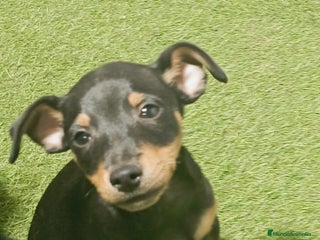 Pinscher Miniatura perros - Anuncio 5