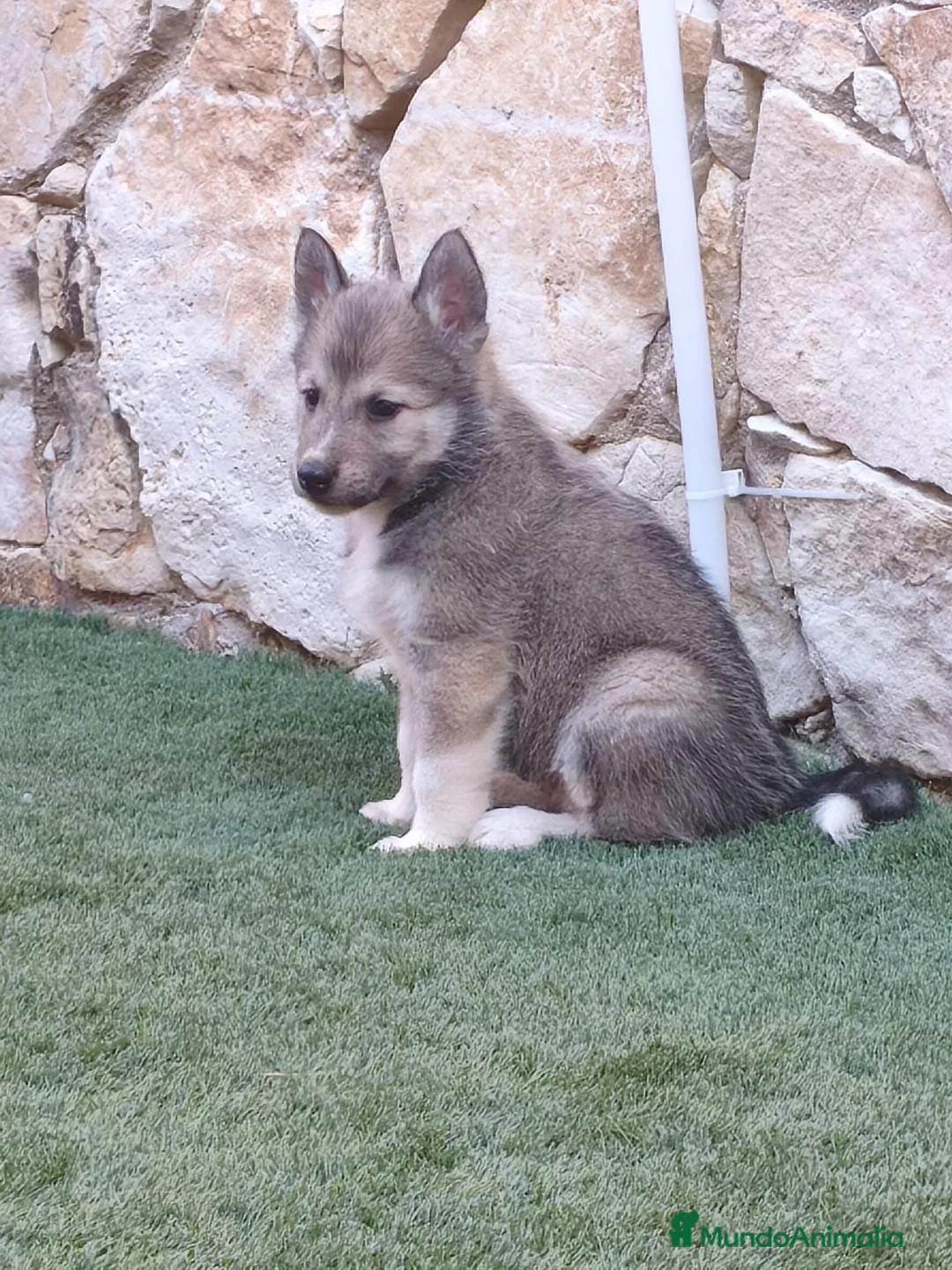 Laika de Siberia Occidental perros en venta: Laikas de Siberia occidental  - Anuncio 4