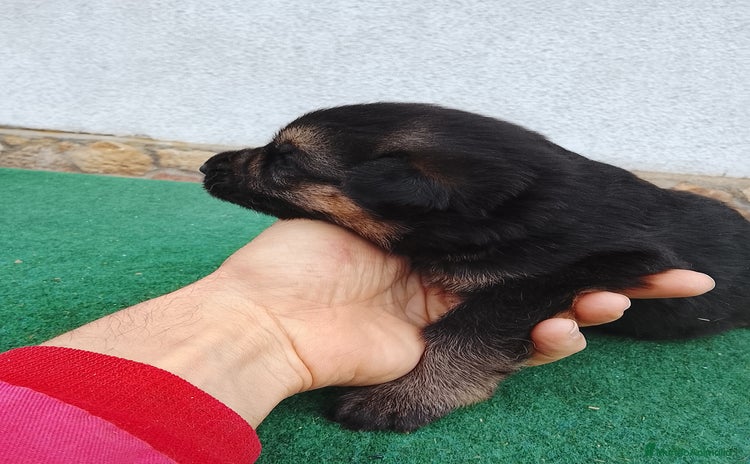 Pastor Alemán perros - Anuncio 1