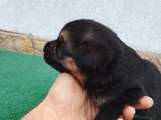 Pastor Alemán perros - Anuncio 1