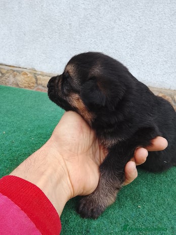 Pastor Alemán perros - Anuncio 1