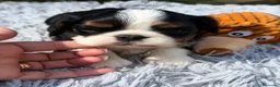 Cavalier King Charles Spaniel perros en venta: Cavalier tricolor  - Anuncio 3