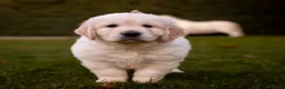 Golden Retriever perros en venta: Camada Golden Retriever  - Anuncio 2
