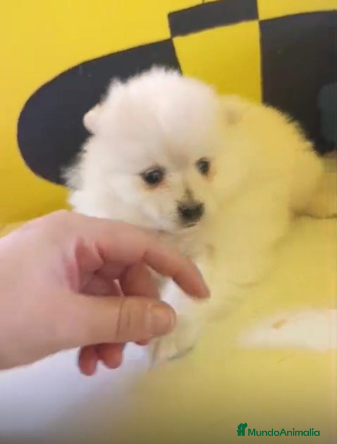 Pomerania perros en venta: Lulu pomerania toy  - Anuncio 11
