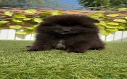 Pomerania perros en venta: POMERANIA MACHO - Imagen 15