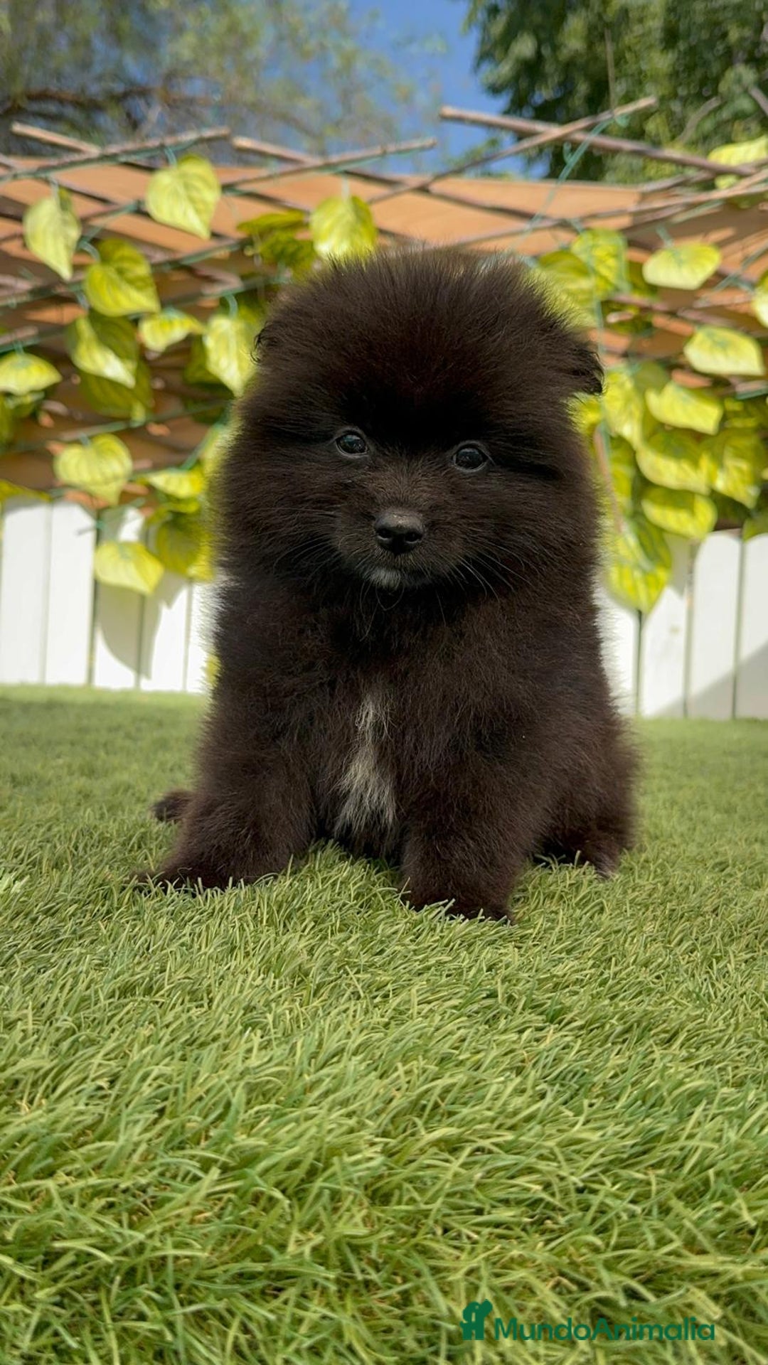 Pomerania perros en venta: POMERANIA MACHO - Imagen 15