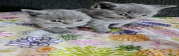 Británico de Pelo Corto gatos en venta: Brithis - Anuncio 9