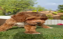Caniche Toy perros en venta: CANICHE TOY MACHO - Imagen 11