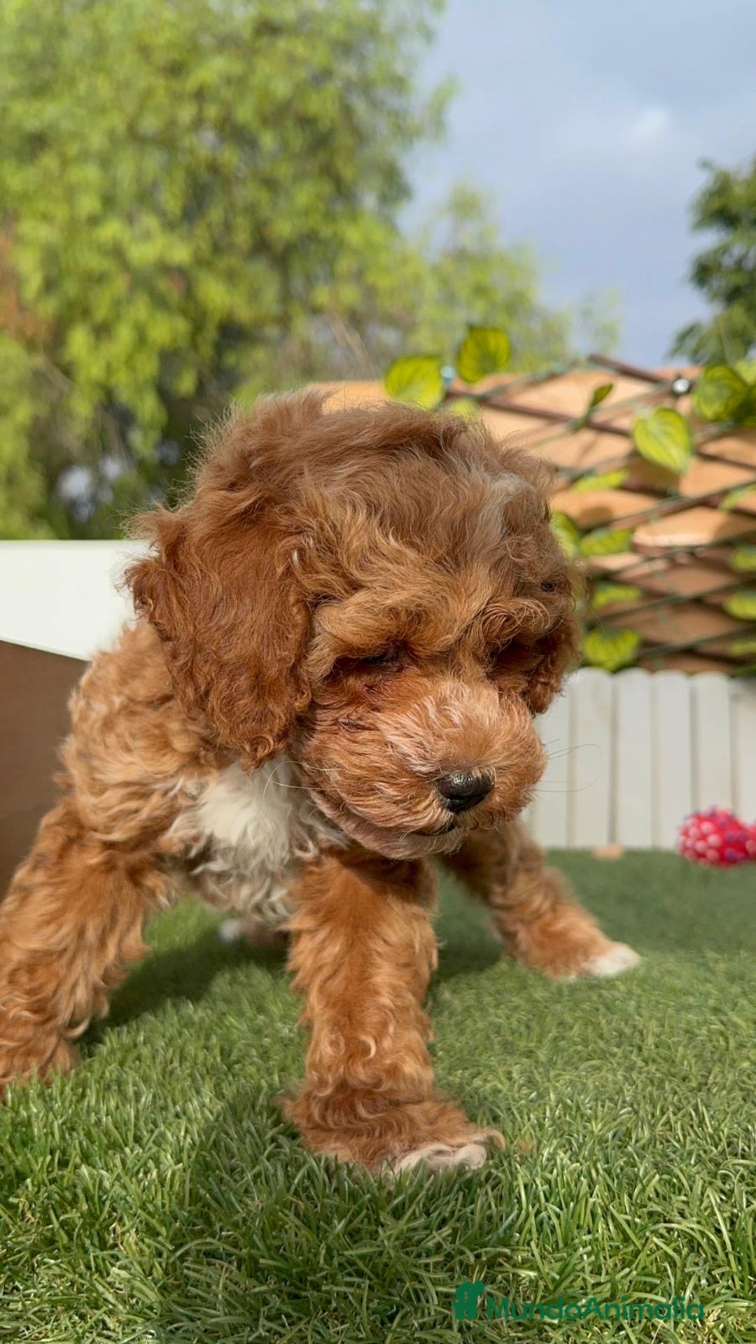Caniche Toy perros en venta: CANICHE TOY MACHO - Imagen 11