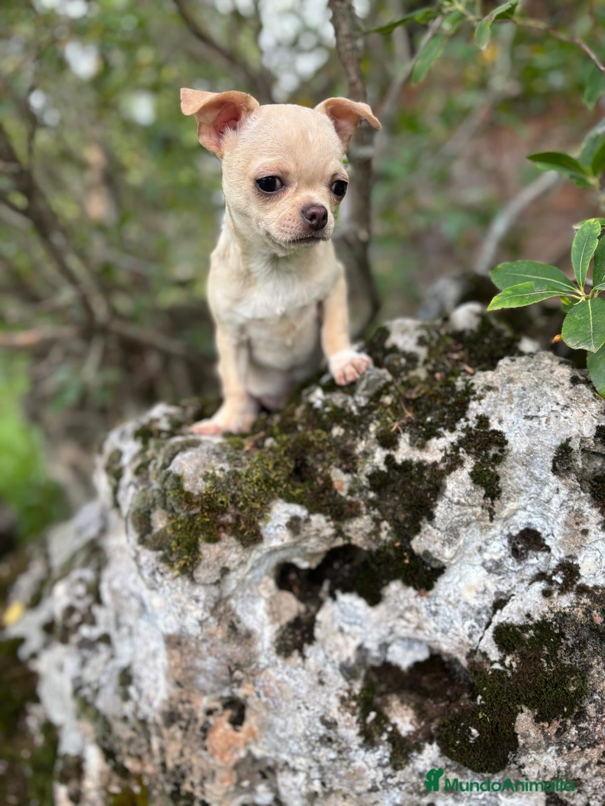 Chihuahua perros en venta: Chihuahua macho disponible  - Anuncio 3