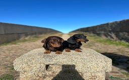 Teckel Miniatura perros en venta: Teckel Kaninchen con pedigree  - Imagen 1