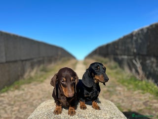 Teckel Miniatura perros - Anuncio 3