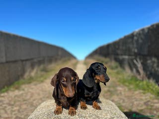 Teckel Miniatura perros Teckel Kaninchen con pedigree - Anuncio 33