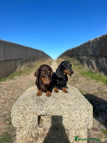 Teckel Miniatura perros - Anuncio 1