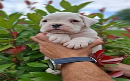 Boxer perros en venta: BOXER MACHO BLANCO - Imagen 2