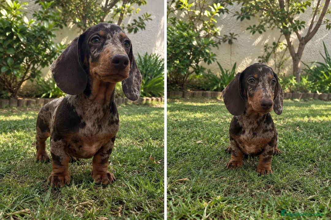 Teckel Miniatura perros en venta: Cachorro de Teckel Mini 679669273 - Anuncio 1