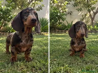 Teckel Miniatura perros Cachorro de Teckel Mini 679669273 - Anuncio 32