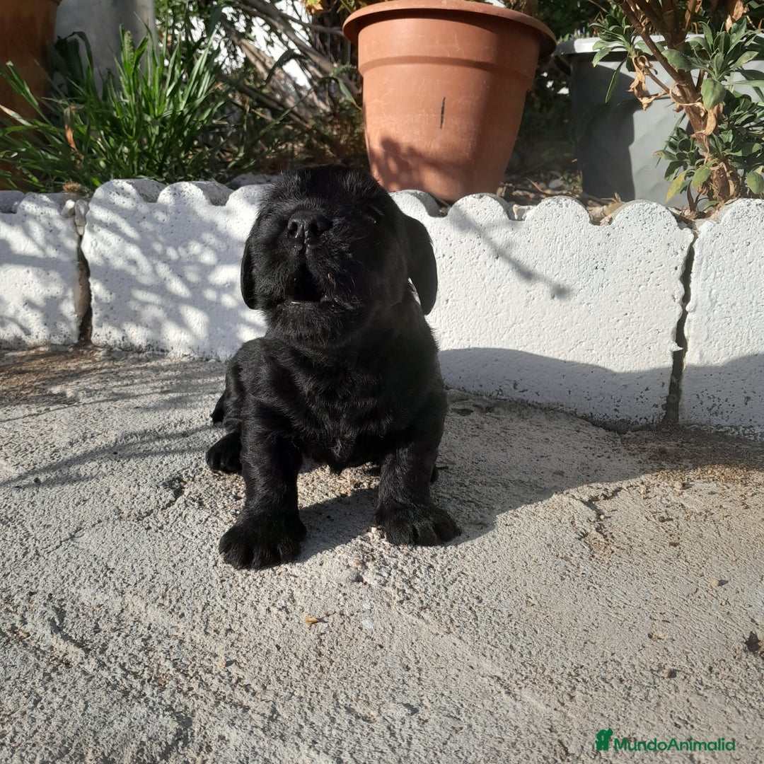 Labrador Retriever perros en venta: LABRADOR - Imagen 7