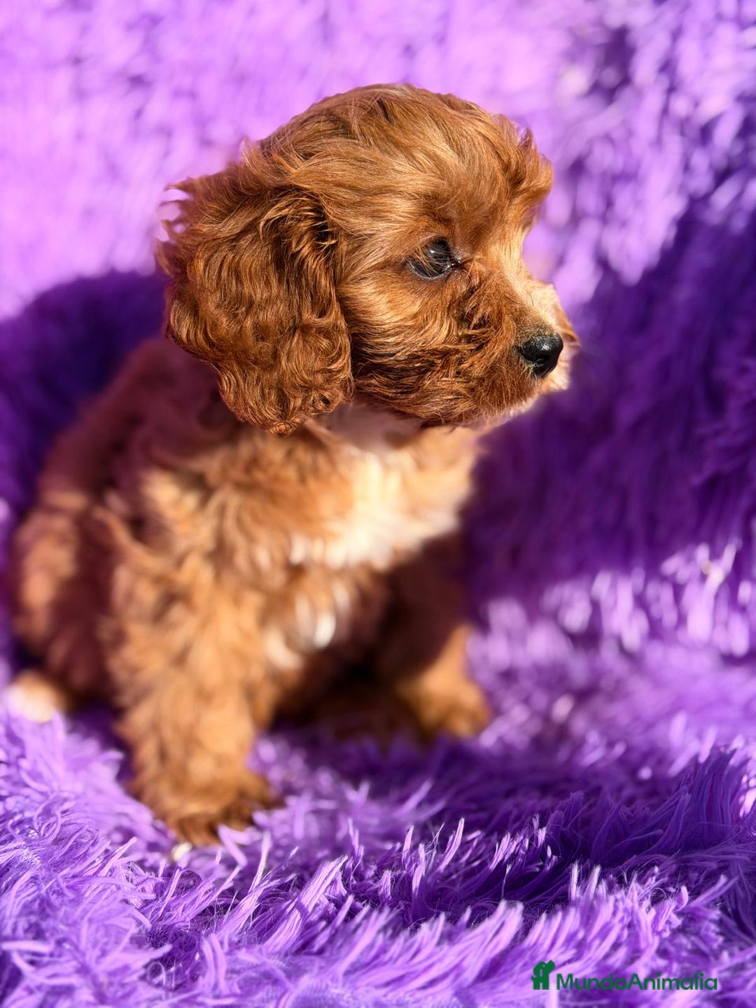 Cavapoo perros en venta: CAVAPOO ROJO - Anuncio 6