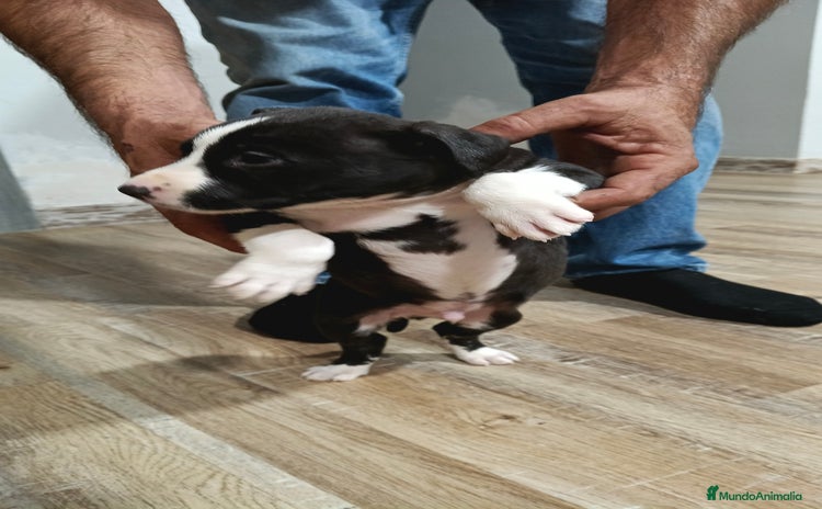 American Staffordshire-Terrier perros Macho estanford  - Anuncio 2