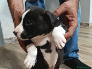 American Staffordshire-Terrier perros Macho estanford - Anuncio 2