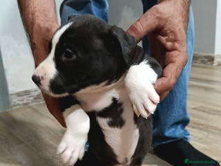 American Staffordshire-Terrier perros Macho estanford - Anuncio 2