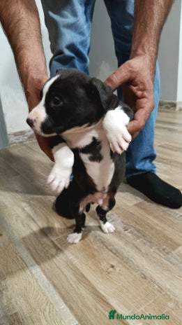 American Staffordshire-Terrier perros Macho estanford - Anuncio 1