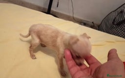 Ratón de Praga perros en venta: RATON DE PRAGA - Imagen 6