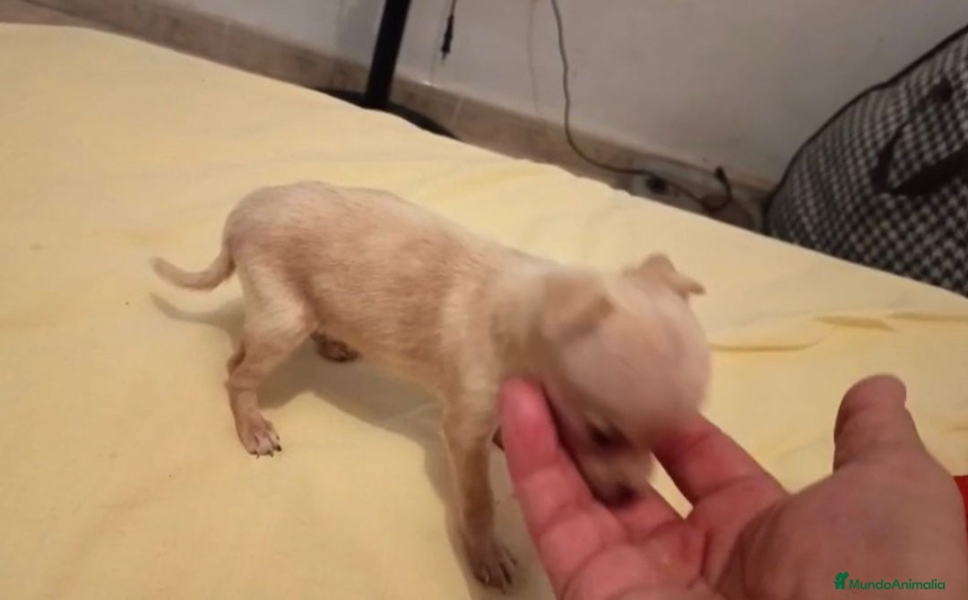Ratón de Praga perros en venta: RATON DE PRAGA - Imagen 6