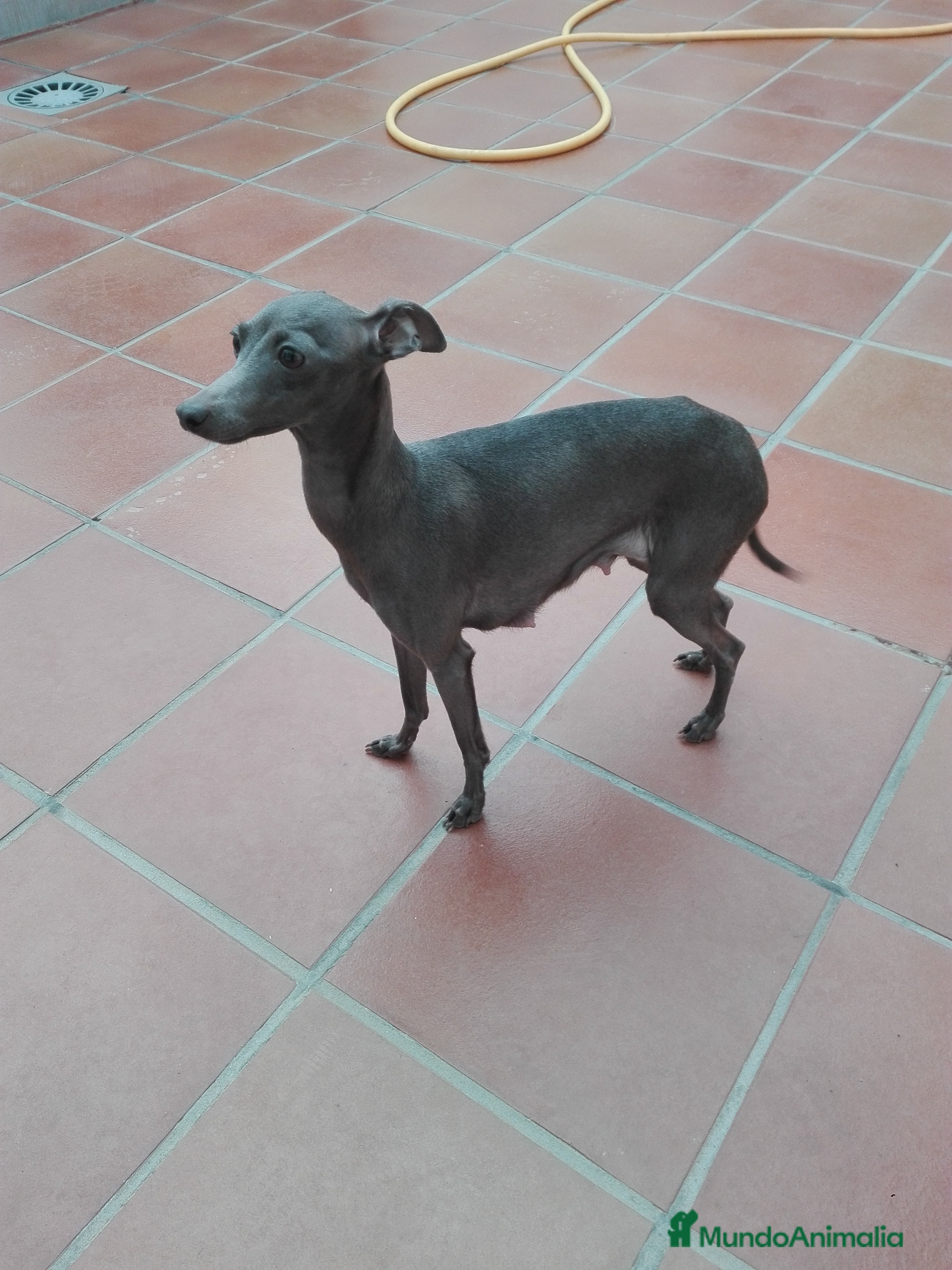 Pequeño Lebrel Italiano perros Pequeño lebrel italiano  - Anuncio 2