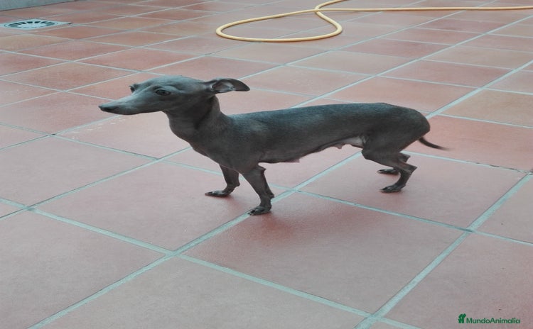 Pequeño Lebrel Italiano perros - Anuncio 4