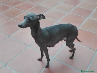 Pequeño Lebrel Italiano perros - Anuncio 4