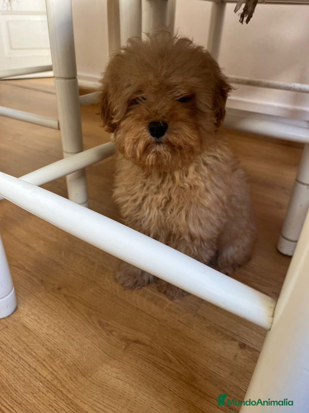 Caniche Toy perros en venta: Caniche toy  - Anuncio 1