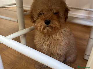 Caniche Toy perros Caniche toy - Anuncio 1