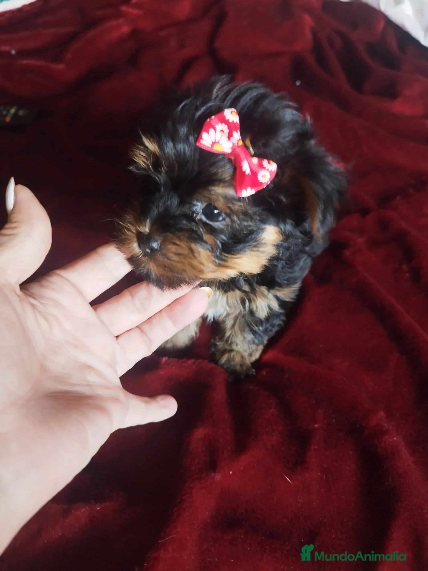 Yorkshire Terrier perros YORKSHIRES TOYS EXCLUSIVOS - Anuncio 35