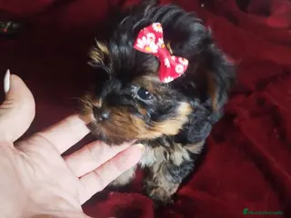 Yorkshire Terrier perros YORKSHIRES TOYS EXCLUSIVOS - Anuncio 36
