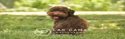 Caniche Toy perros en venta: Hembra caniche toy color chocolate para entregar - Anuncio 4