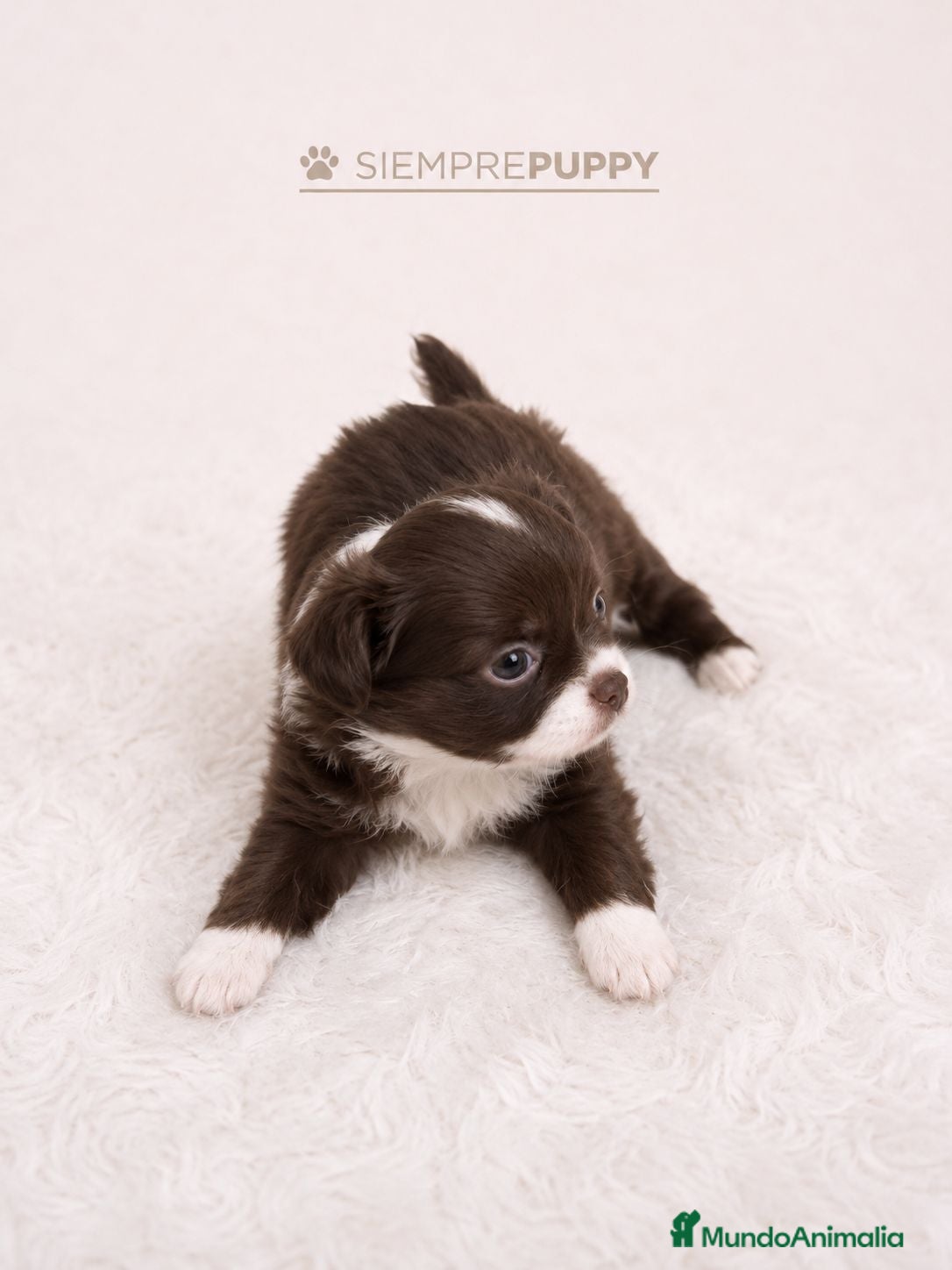 Chihuahua perros CHIHUAHUA PELO LARGO TOY - Anuncio 1