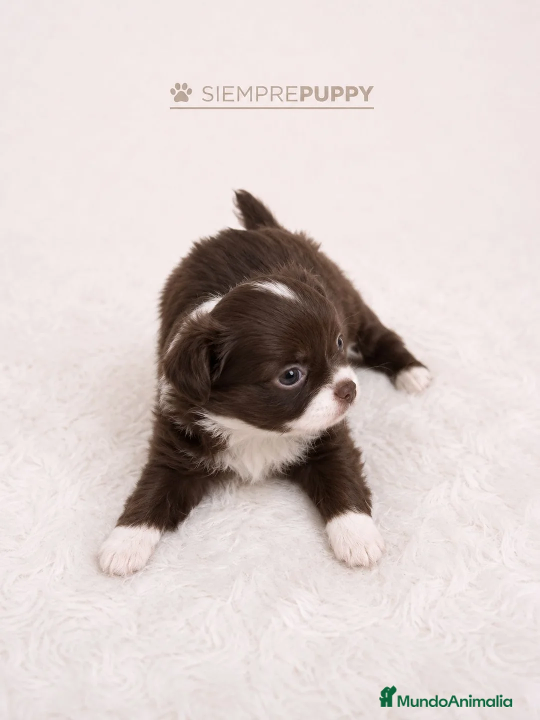 Chihuahua perros en venta: CHIHUAHUA PELO LARGO TOY - Anuncio 1