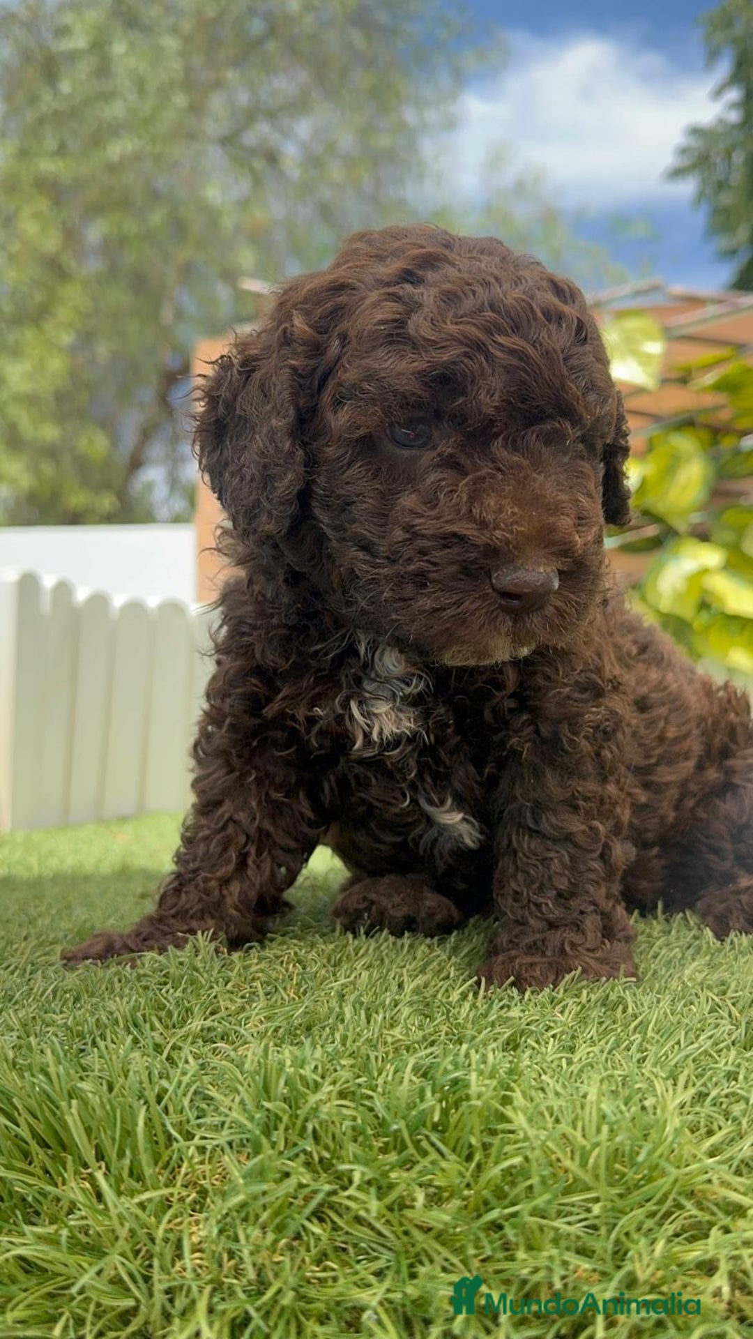 Perro de Agua Español perros en venta: PERRO DE AGUA ESPAÑOL - Imagen 14